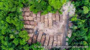 Amazonas-Abholzung geht zurück – ehrgeizige Pläne bis 2030
