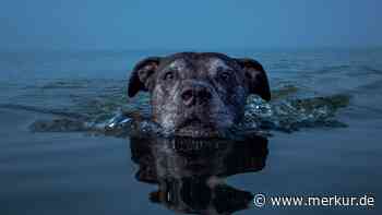 „Sie ließen sie wie ein altes Möbelstück stehen“: Hunde-Oma Vanessa findet nach 11 Jahren ein neues Zuhause