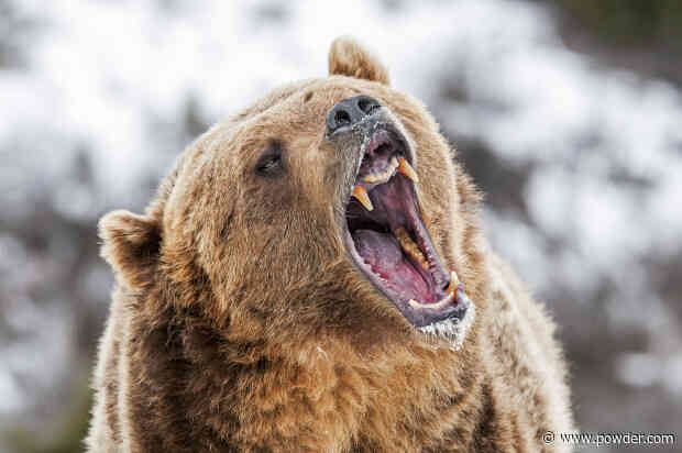 Officials Warn Of Grizzly Bear Presence Near Montana Ski Area