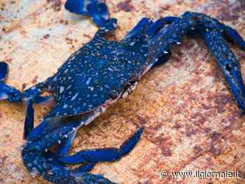 Emergenza granchio blu: perché è così pericoloso. Interviene il governo