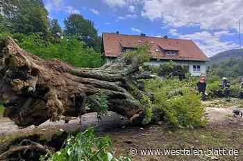 Windböe entwurzelt in Detmold mächtigen Baum
