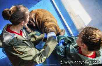 VIDEO: 200-pound walrus calf rescued, prescribed cuddles in Alaska