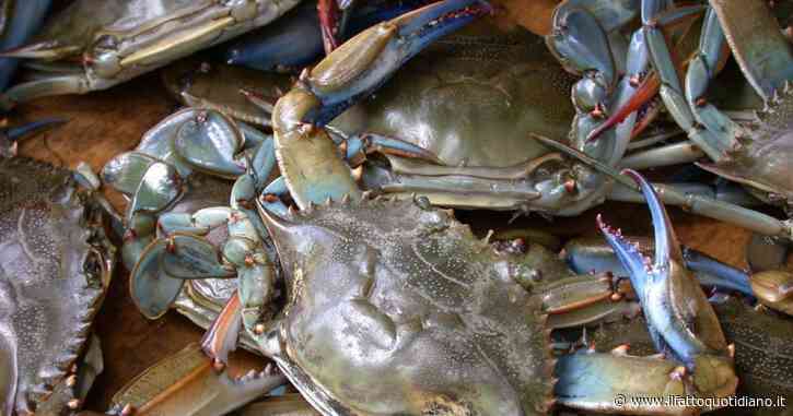 Perché il governo dichiara guerra al granchio blu, che mangia di tutto (dalle vongole alle orate) e resiste anche nell’acqua a 35 gradi