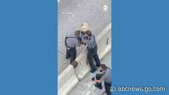 WATCH:  Dog on the loose brings traffic to standstill