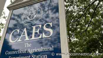 Experts say mosquito activity ‘through the roof' in CT due to rain and humidity