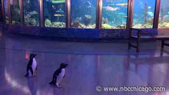 Shedd Aquarium will extend after-hours free admission program