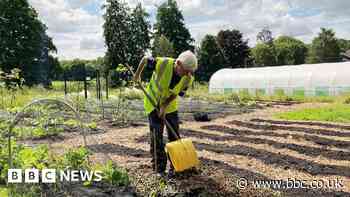 Northern Roots: Urban farm's first growing season tough, team says