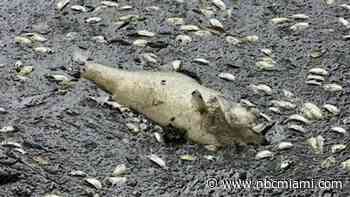 ‘The smell of death': Residents complain of large amounts of dead fish in Plantation lake