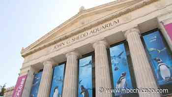 Chicago's free museum days this August: where and when Illinois residents are eligible