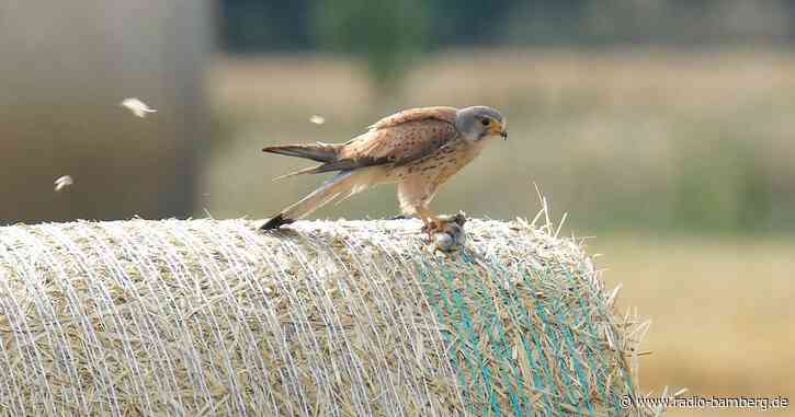 Turmfalke angeschossen: Vogel eingeschläfert