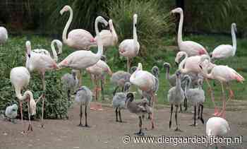 De flamingokolonie breidt uit!