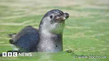 Sewerby Hall chick named in memory of 'world's oldest' penguin