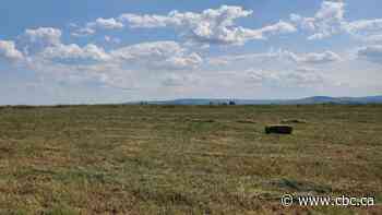 Hot, dry summer leaves ranchers, farmers in southern Alberta with tough decisions