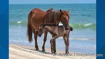 Wild horse in Corolla dies after hit by car; the second in 2 weeks