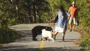 Dog walker 'ignored' warning not to approach black bear, says B.C. photographer