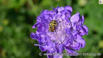 Insektensommer: In Wolfenbüttel wird bis Sonntag gezählt