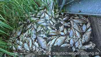 Oder-Fischsterben: Drohen weitere Umweltkatastrophen?