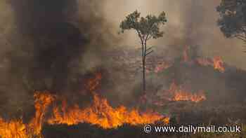 July is confirmed as the hottest month EVER recorded on Earth as scientists warn of 'dire consequences for the planet'