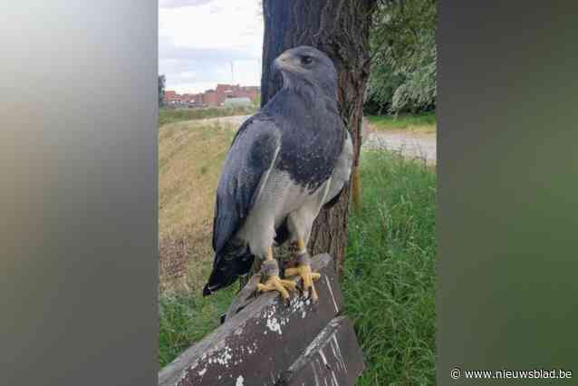 Chiliarend Thor al week lang vermist: “Onbekenden hebben de volière geopend”