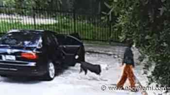 Dog believed to be abandoned at Miami park was actually lost