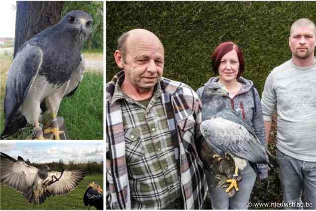 Eigenaars al week op zoek naar roofvogel die ontsnapte uit opengebroken kooi: “Hoe langer het duurt, hoe kleiner zijn kansen”