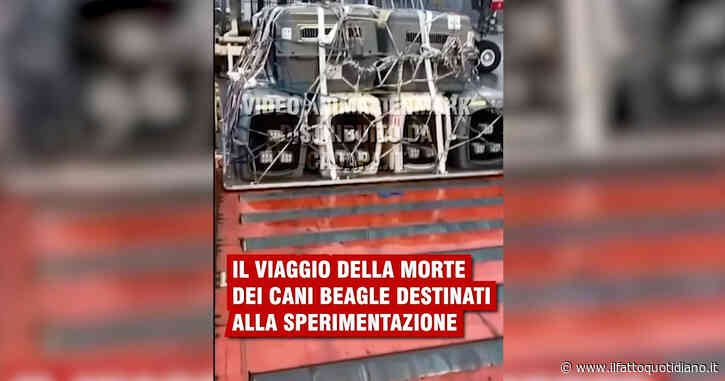 Celle anguste, niente cibo né acqua: il viaggio di sofferenza dei cuccioli di beagle destinati alla sperimentazione in Italia. Il video in esclusiva