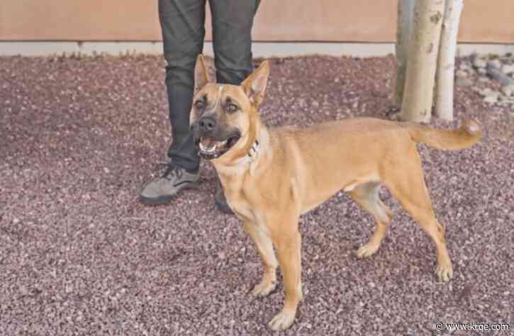 Santa Fe Animal Shelter hosting adoption event at Sam's Club