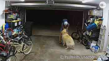 Watch: San Diego burglary suspect stops to pet friendly family dog