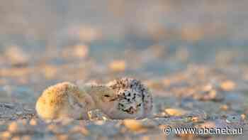 Fears nesting spot for one of WA's smallest seabirds could be disrupted by waterfront development