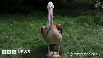 Pelican missing after being scared by gulls at Blackpool Zoo