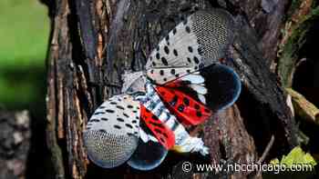 Spotted lanternfly: what it is, and why experts say you should kill it