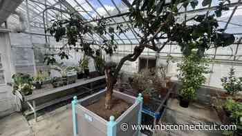 Historic UConn orange tree has a new home and it is now open to the public