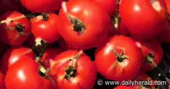 Barrington could bring back farmers market, this time with professional management