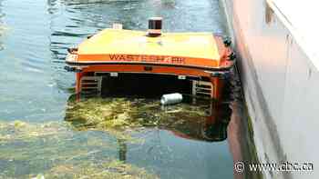 WasteSharks are lurking in Toronto's harbour — and cleaning up trash