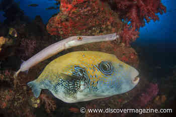 Reefs Are So Damaged That Fish Have Begun to Use Each Other As Cover