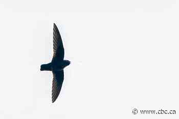 Black swifts are back at Johnston Canyon