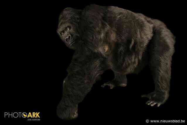 Wereldberoemde fotograaf Joel Sartore plaatst gorilla Amahoro uit Zoo Antwerpen in zijn Photo Ark