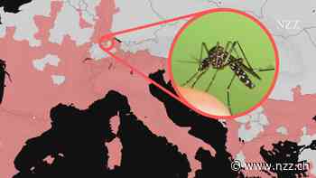 Wer hat Angst vor der Tigermücke?