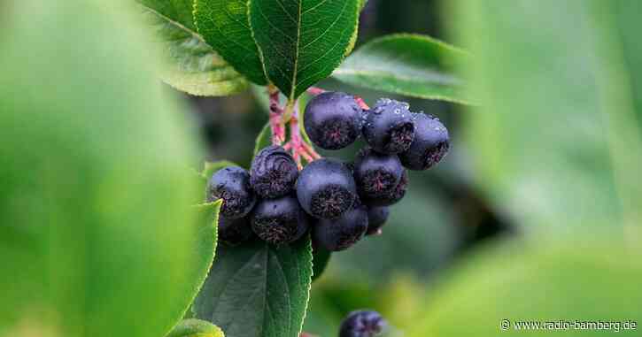 Gesunde Rarität: Aroniabeeren-Ernte in Franken