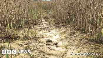 Wiltshire farmer 'heartbroken' as weather hits wheat crop