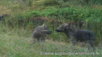 Erster Wolfswelpe in Baden-Württemberg fotografiert: Weiterer Nachweis in Wiesensteig
