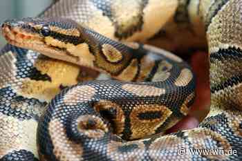 So viele giftige Schlangen leben in Münster