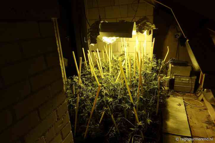 Hennepplantage ontdekt in woning te Zuidoostbeemster “81 hennepplanten”