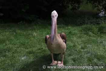 Blackpool Zoo looking for missing pelican scared by seagulls