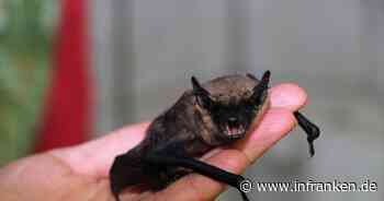Fledermäuse loswerden: Stadt Bayreuth erklärt, was zu tun ist - sonst drohen Bußgelder