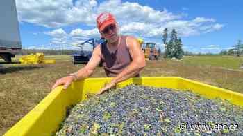 Blueberry farmers see a silver lining after devastating Nova Scotia wildfires