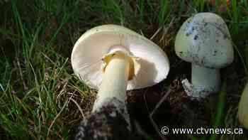 Four relatives came to lunch. Three died with symptoms of 'death cap' mushroom poisoning