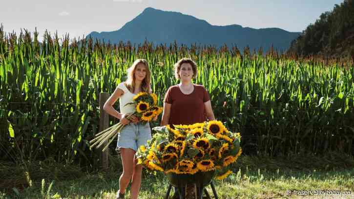 Chilliwack Sunflower Festival transforms into Harrison Sunflower Festival later this month