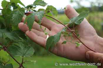 Hopfen gedeiht auch im Wiehengebirge