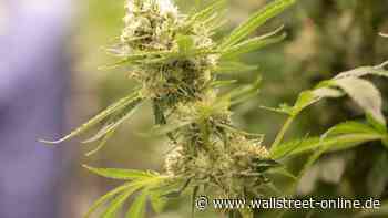 Kursexplosion: Tilray mit Übernahme: Aktie schießt 30 Prozent hoch! Was steckt dahinter?